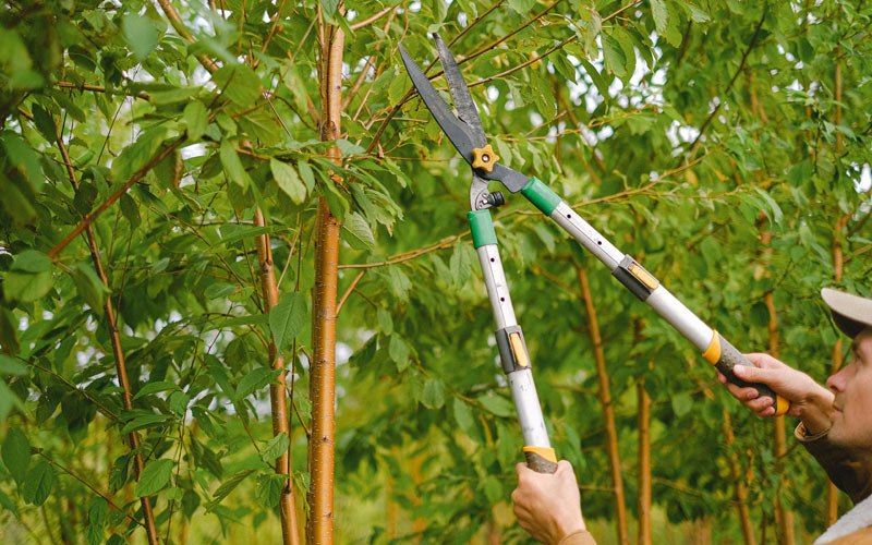 Tree trimming in Calipatria, CA
